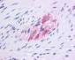 GLUD1 antibody - N-terminal region